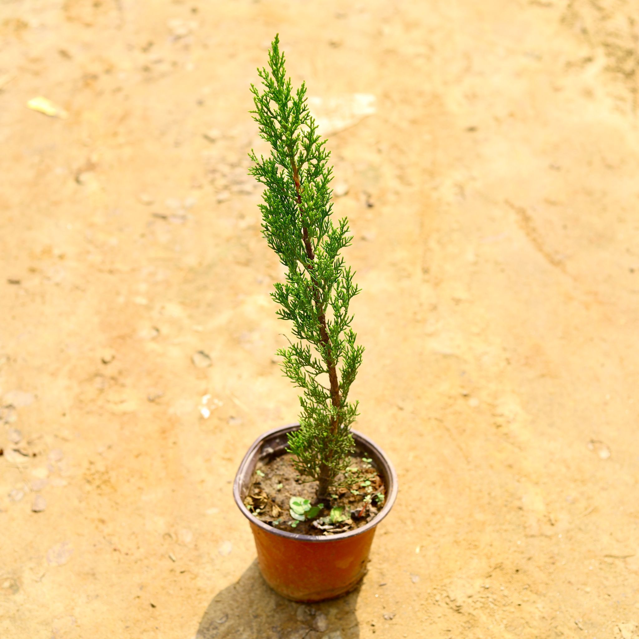 Morpankhi in 6 Inch Nursery Pot