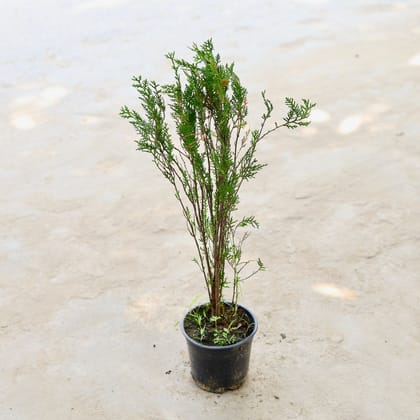 Buy Morpankhi in 6 Inch Nursery Pot Online | Urvann.com