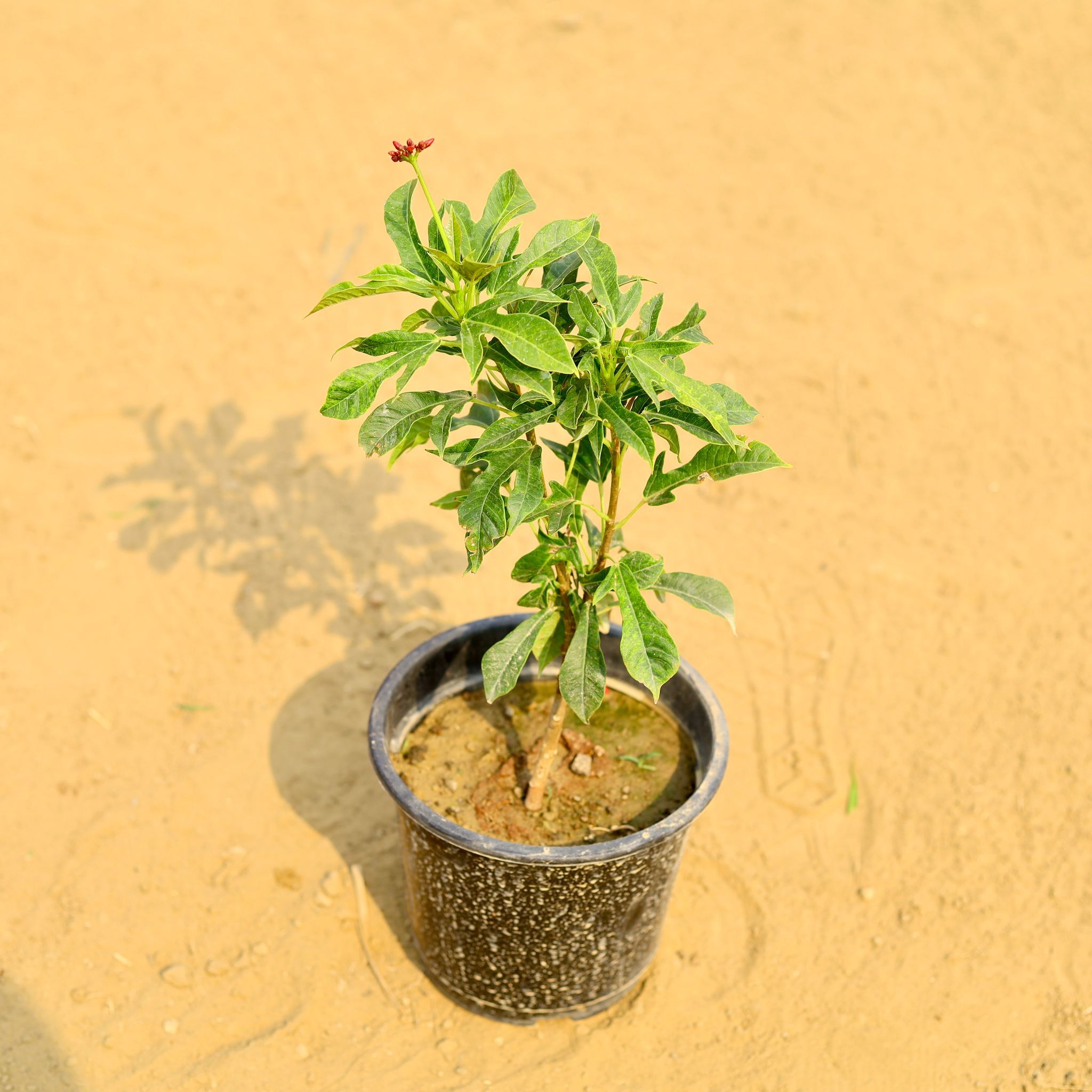 Jatropha / Sunder Rupa Dwarf (any colour) in 6 Inch Nursery Pot