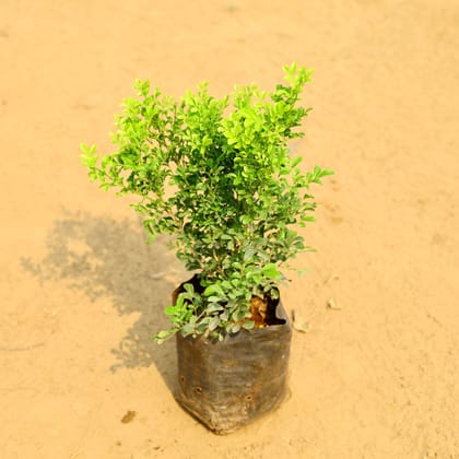 Buy Madhu Kamini (any colour) in 7 Inch Nursery Bag Online | Urvann.com