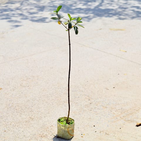 Amrood / Guava (~ 2 Ft) in 5 Inch Nursery Bag