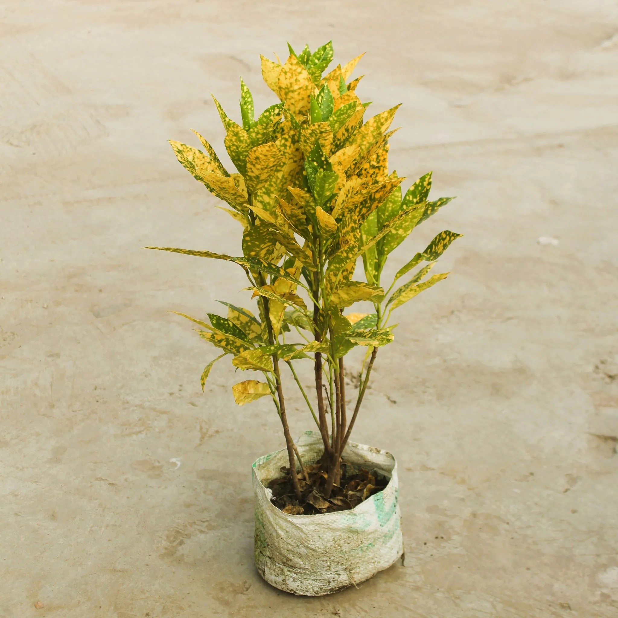 Baby Croton in 6 Inch Nursery Bag