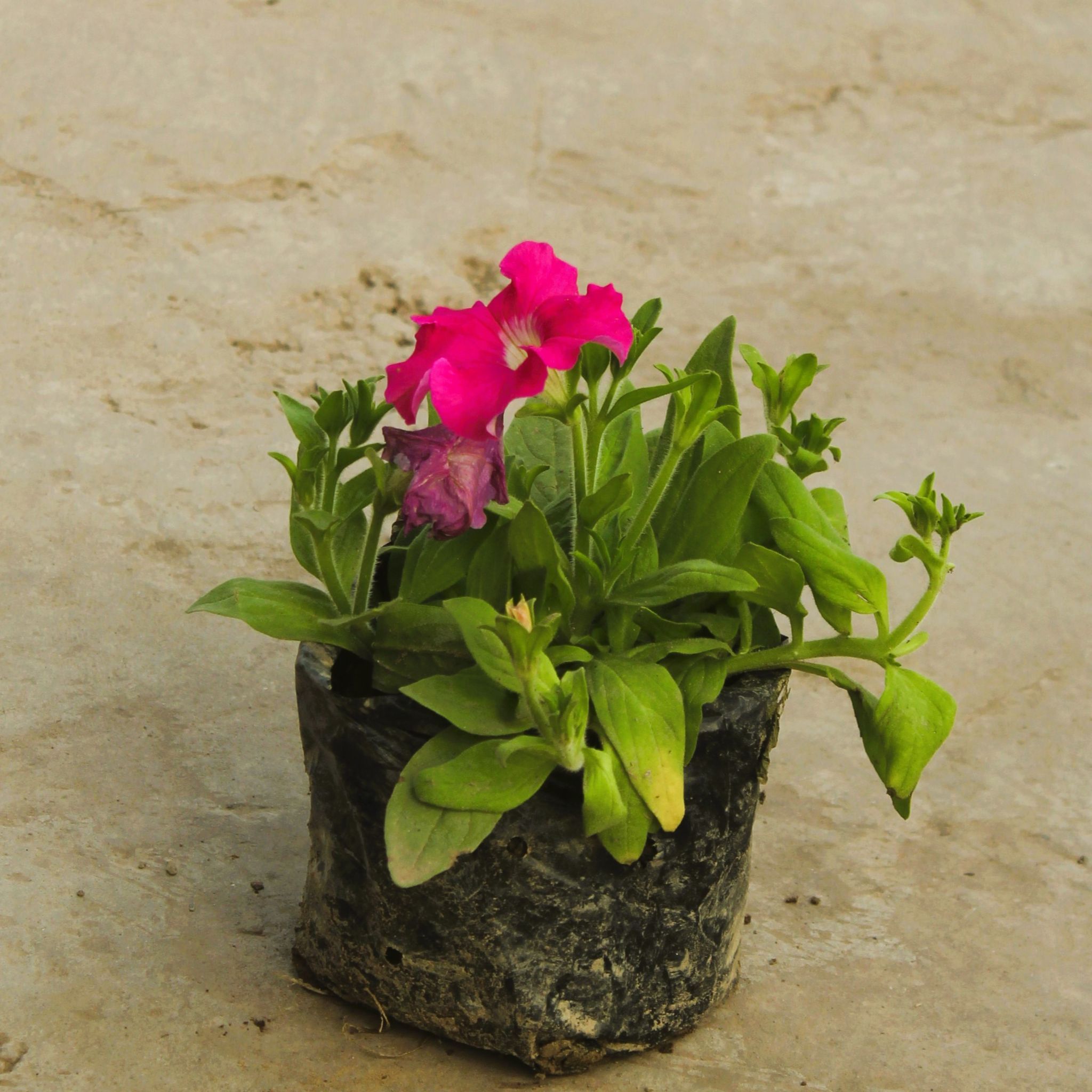 Petunia (any colour) in 4 Inch Nursery Bag