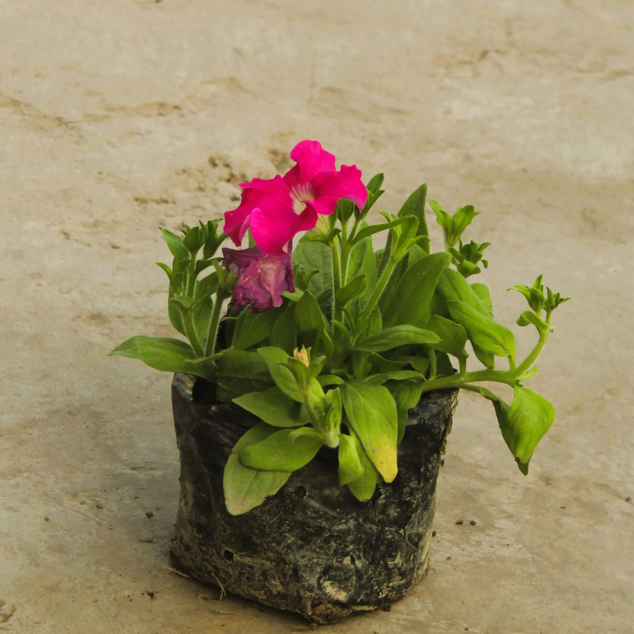 Petunia (any colour) in 4 Inch Nursery Bag