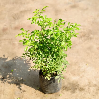 Buy Madhu Kamini / Murraya (any colour) in 6 inch Nursery Bag Online | Urvann.com