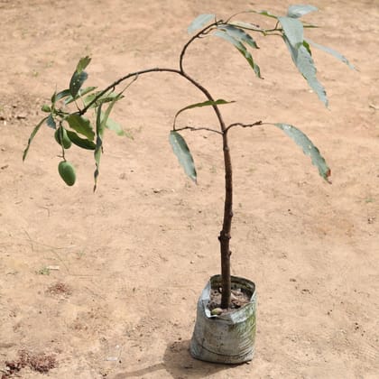 Buy Mango Bengal Variety in 7 Inch Nursery Bag Online | Urvann.com