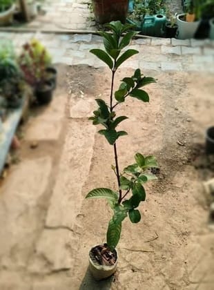Buy Amrud in 5 Inch Nursery Bag Online | Urvann.com