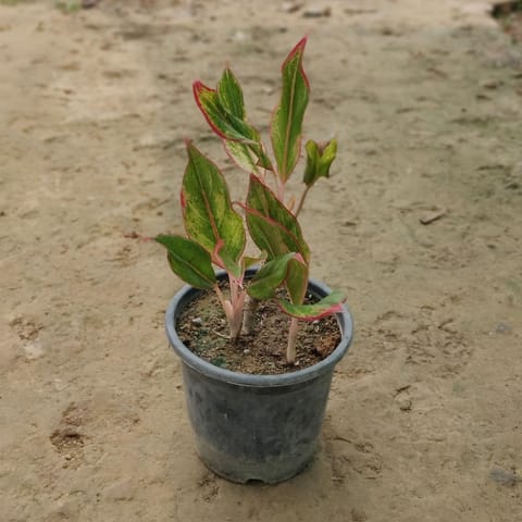 Aglaonema Pink-Lipstick in 6 Inch Nursery Pot