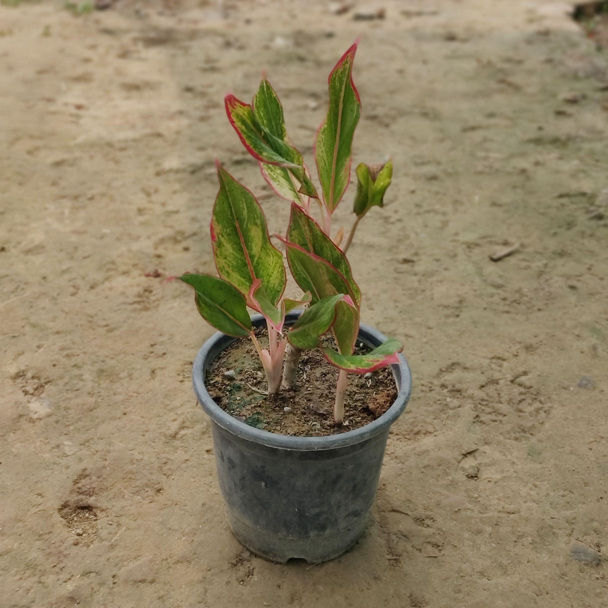 Aglaonema Pink-Lipstick in 6 Inch Nursery Pot
