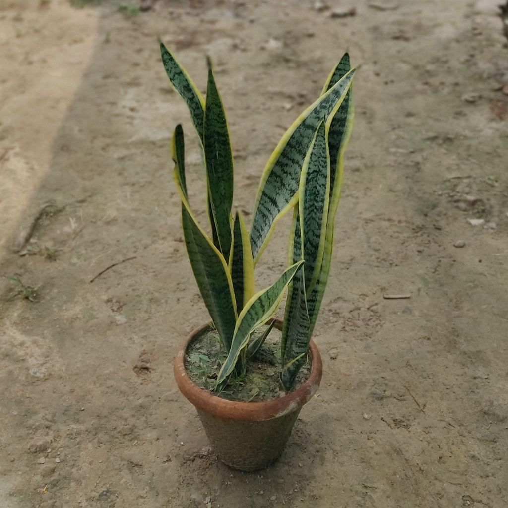 Buy Snake Plant (Multi-Head) in 8 Inch Terracotta Pot Online | Urvann.com Snake Plant (Multi-Head) in 8 Inch Terracotta Pot