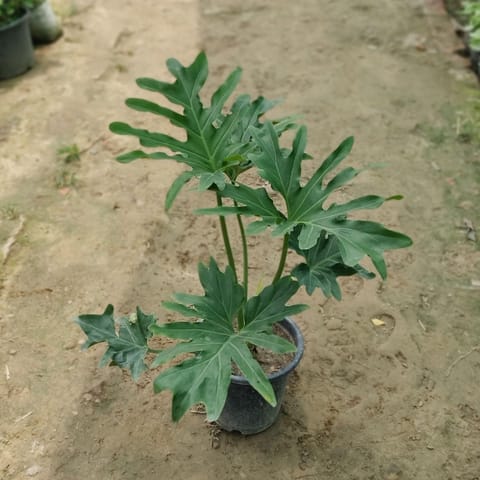 Selloum Philodendron in 8 Inch Live Plant Nursery Bag