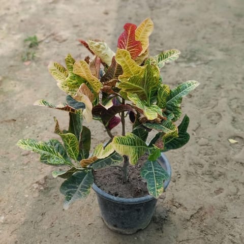 Trishool Croton Petra in 8 Inch Live Plant Nursery Pot