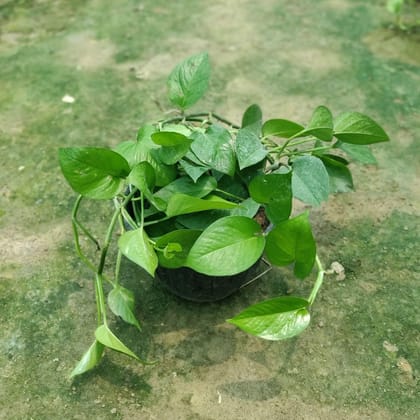 Buy Golden Money Plant in 8 Inch Hanging Basket Online | Urvann.com