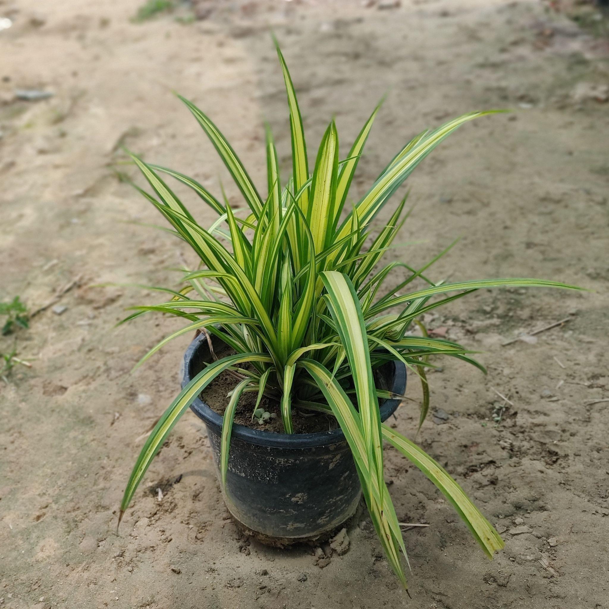 Pandanus / Screwpine Variegated in 8 Inch Nursery Pot