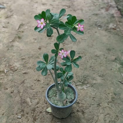 Buy Adenium Pink (~2 Ft.) in 8 Inch Plastic Pot Online | Urvann.com