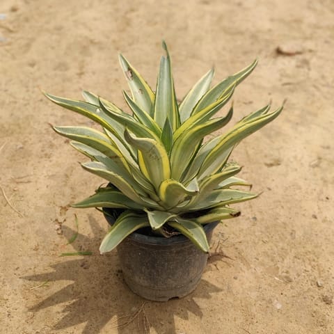 Agave Variegated in 8 Inch Nursery Pot