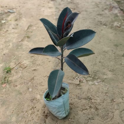 Buy Rubber Plant (~2 Ft.)  in 8 Inch Nursery Bag Online | Urvann.com