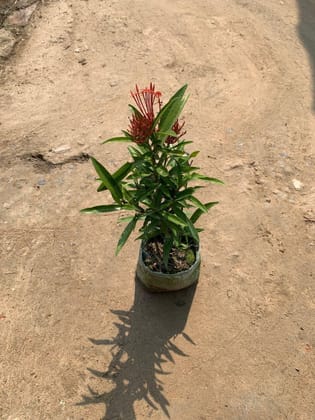 Buy Ixora (any colour) in 5 Inch Nursery Bag Online | Urvann.com