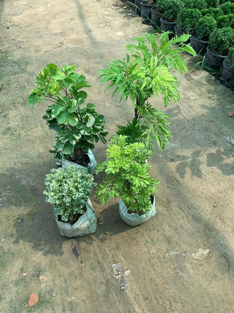 Buy Set of 4 Aralias (Green, Neem, White & Butterfly) in 5 Inch Nursery Bag Online | Urvann.com Set of 4 Aralias (Green, Neem, White & Butterfly) in 5 Inch Nursery Bag