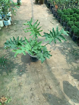 Buy Philodendron Selloum Green in 8 Inch Plastic Pot Online | Urvann.com