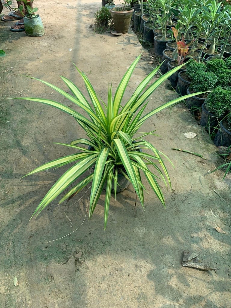 Buy Pandanus in 8 Inch Plastic Pot Online | Urvann.com Pandanus / Screwpine in 8 Inch Nursery Pot