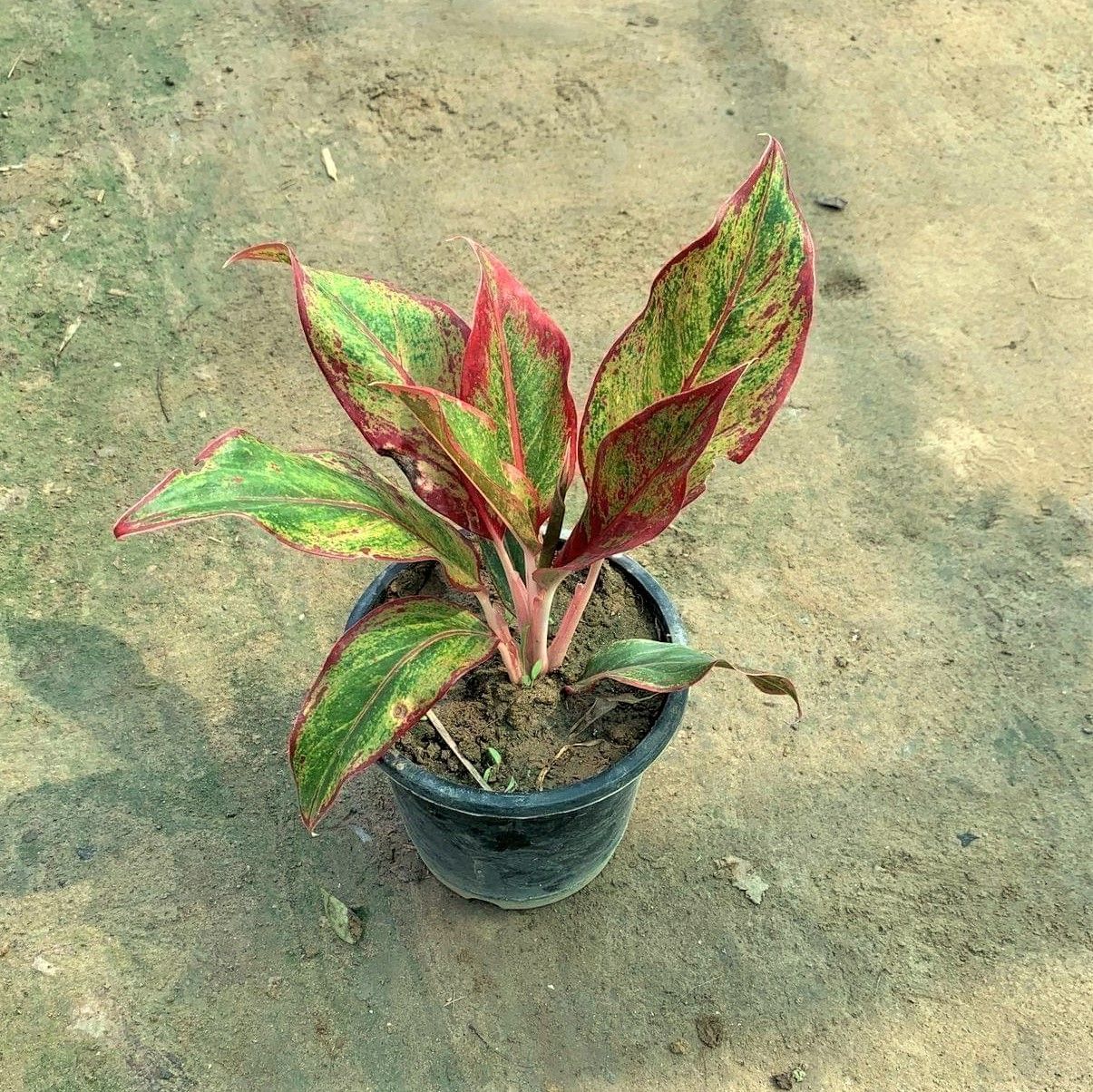 Aglaonema Lipstick in 6 Inch Nursery Pot