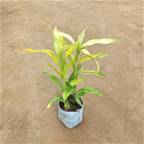 Golden Lucky Bamboo in 5 Inch Live Plant Nursery Bag