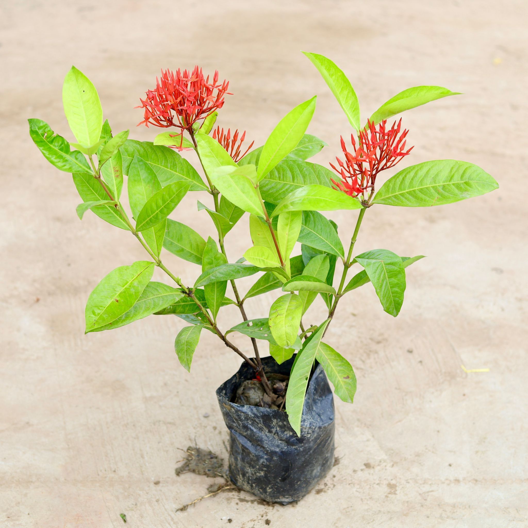 Ixora Red in 8 Inch Nursery Bag