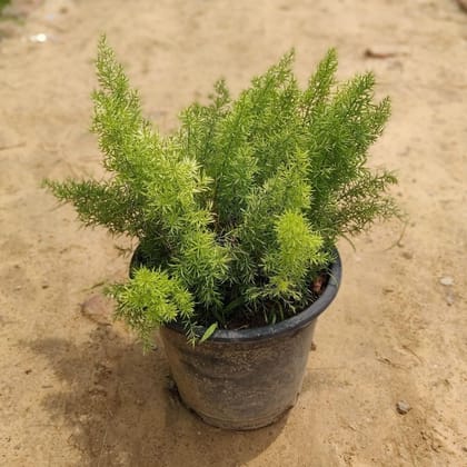 Buy Asparagus Mary  in 8 Inch Plastic Pot Online | Urvann.com