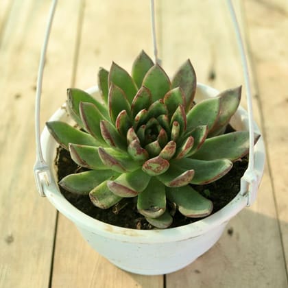 Echeveria Pulidonis in 6 Inch Hanging Basket