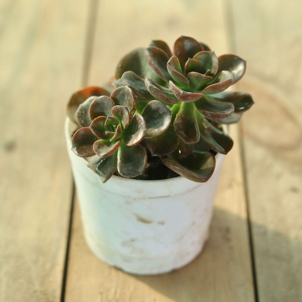 Echeveria Melaco Succulent in 3 Inch Nursery Pot Echeveria Melaco Succulent in 3 Inch Nursery Pot