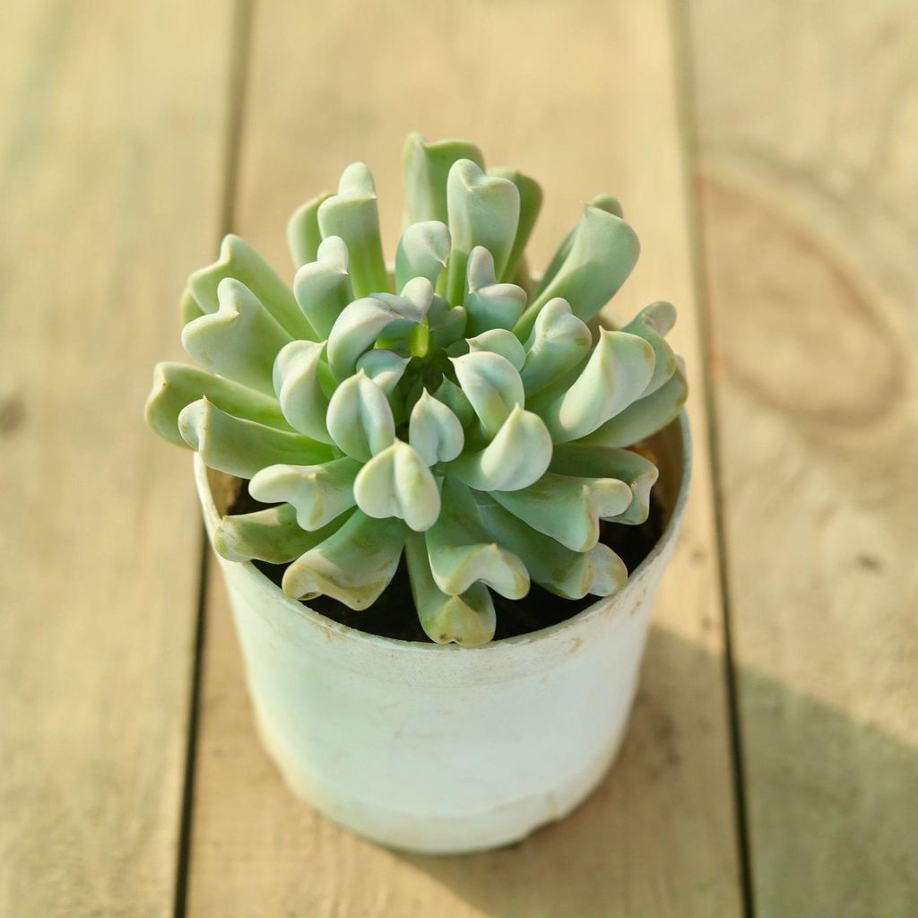 Echeveria Cubic Frost Succulent in 3 Inch Nursery Pot Echeveria Cubic Frost Succulent in 3 Inch Nursery Pot