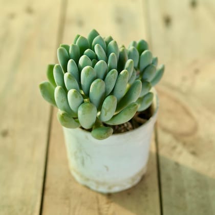 Pachyphytum Clavifolia Succulent in 3 Inch Nursery Pot