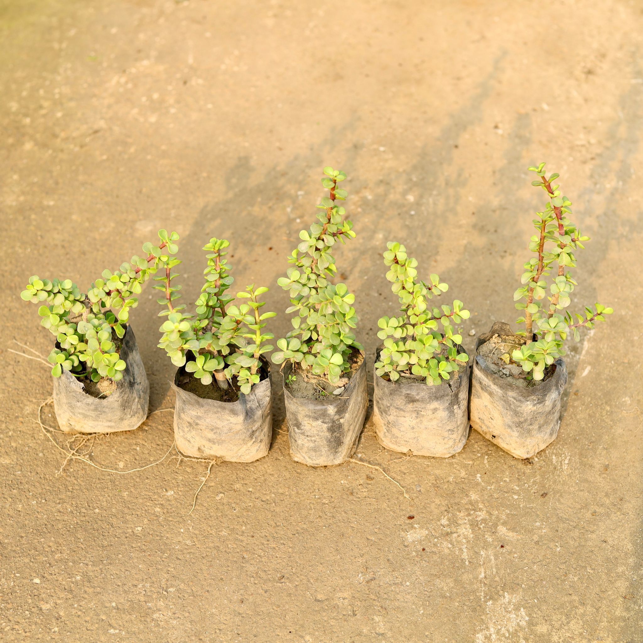 Set of 5 - Jade Plant in 4 Inch Nursery Bag