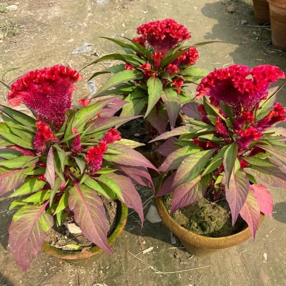 Set of 3 - Celosia / Cockscomb Red in 8 Inch Nursery Pot