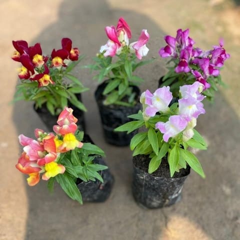 Set of 5 - Dog Flower (any colour) in 3 Inch Nursery Bag