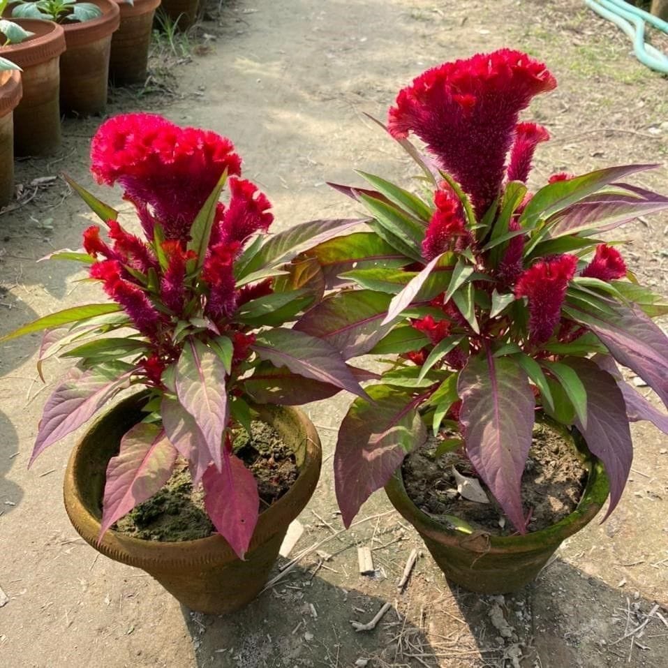 Set of 2 - Celosia / Cockscomb Red in 8 Inch Nursery Pot