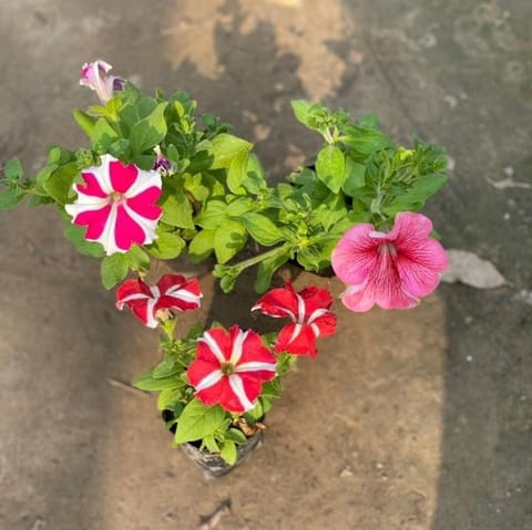 Set of 3 - Petunia (any colour) in 3 Inch Nursery Bag