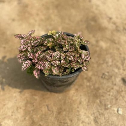 Hypoestes / Polka Dot (any colour) in 6 Inch Nursery Pot