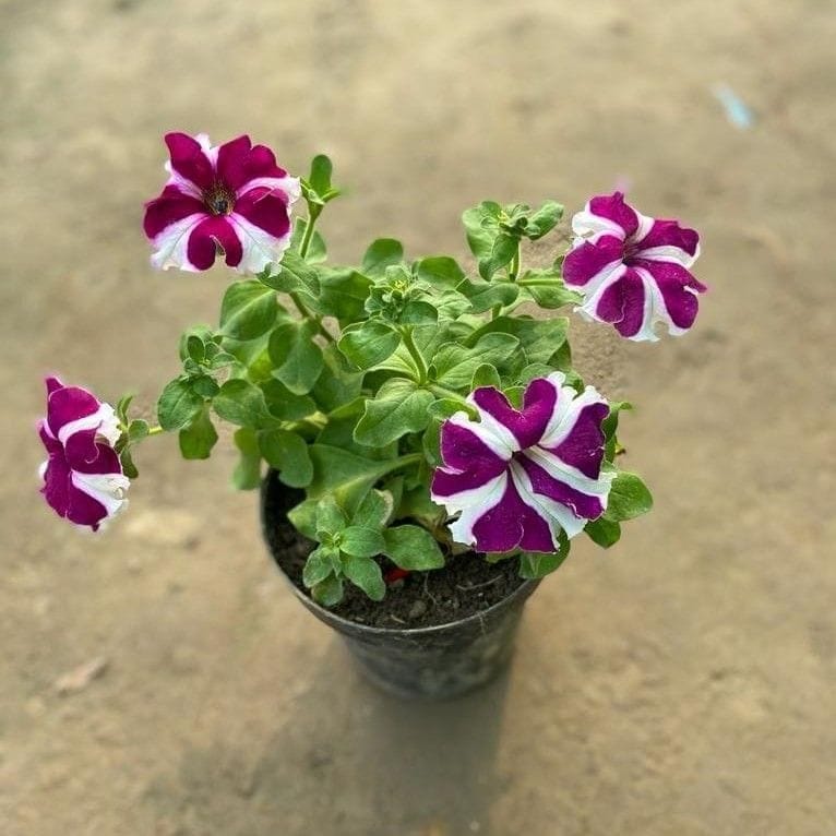 Star Petunia Purple in 8 Inch Nursery Pot