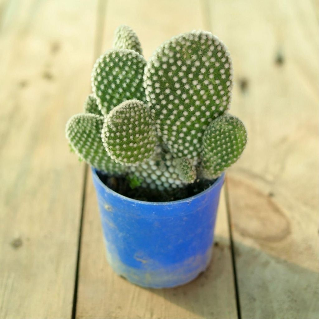 Bunny Ear Cactus / Opuntia Microdasy Albispina in 3 inch Nursery Pot Bunny Ear Cactus / Opuntia Microdasy Albispina in 3 inch Nursery Pot