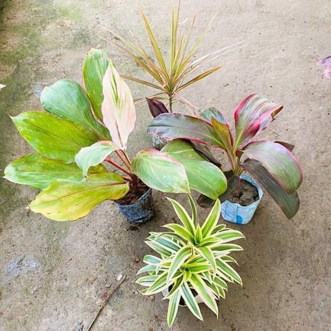 Air Purifying - Set of 4 - Dracaenas (Rosea, Marginata,Kedarnath & Reflexa) in 4 Inch Nursery Bag