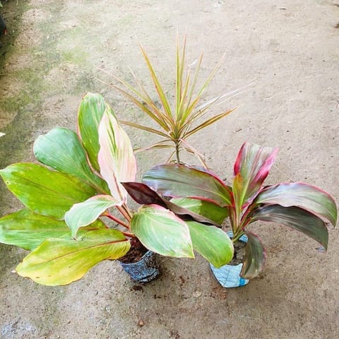 Air Purifying - Set of 3 - Dracaenas (Rosea, Marginata & Kedarnath) in 5 Inch Nursery Bag