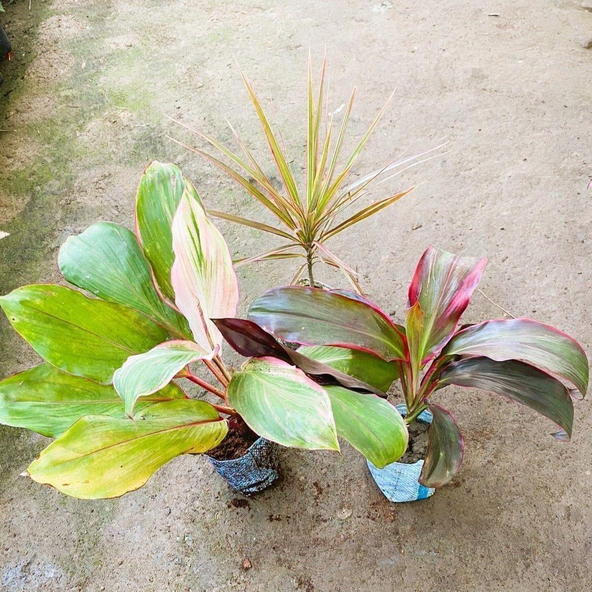 Set of 3 - Dracaenas (Rosea, Marginata & Kedarnath) in 5 Inch Nursery Bag