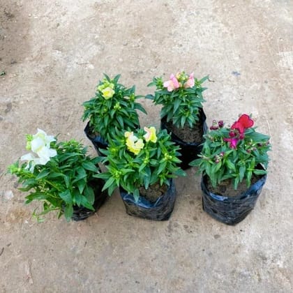 Buy Set of 5 - Dog Flower (any colour) in 4 Inch Nursery Bag Online | Urvann.com