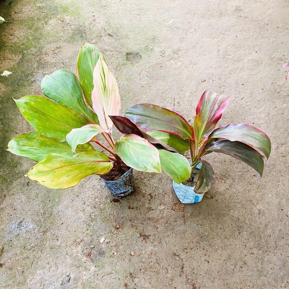 Set of 2 - Dracaenas (Rosea & Kedarnath) in 5 Inch Nursery Bag