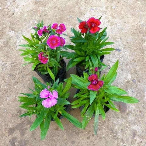 Set of 4 - Dianthus (any colour) in 4 Inch Nursery Bag