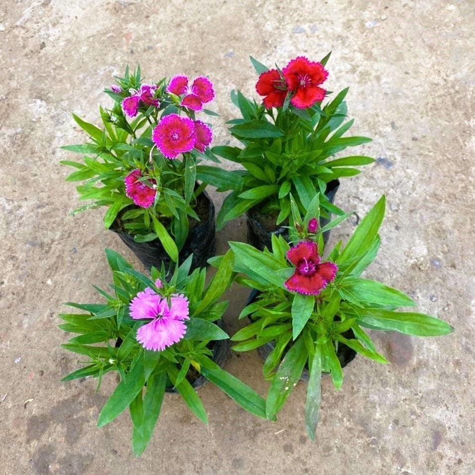 Set of 4 - Dianthus (any colour) in 4 Inch Nursery Bag