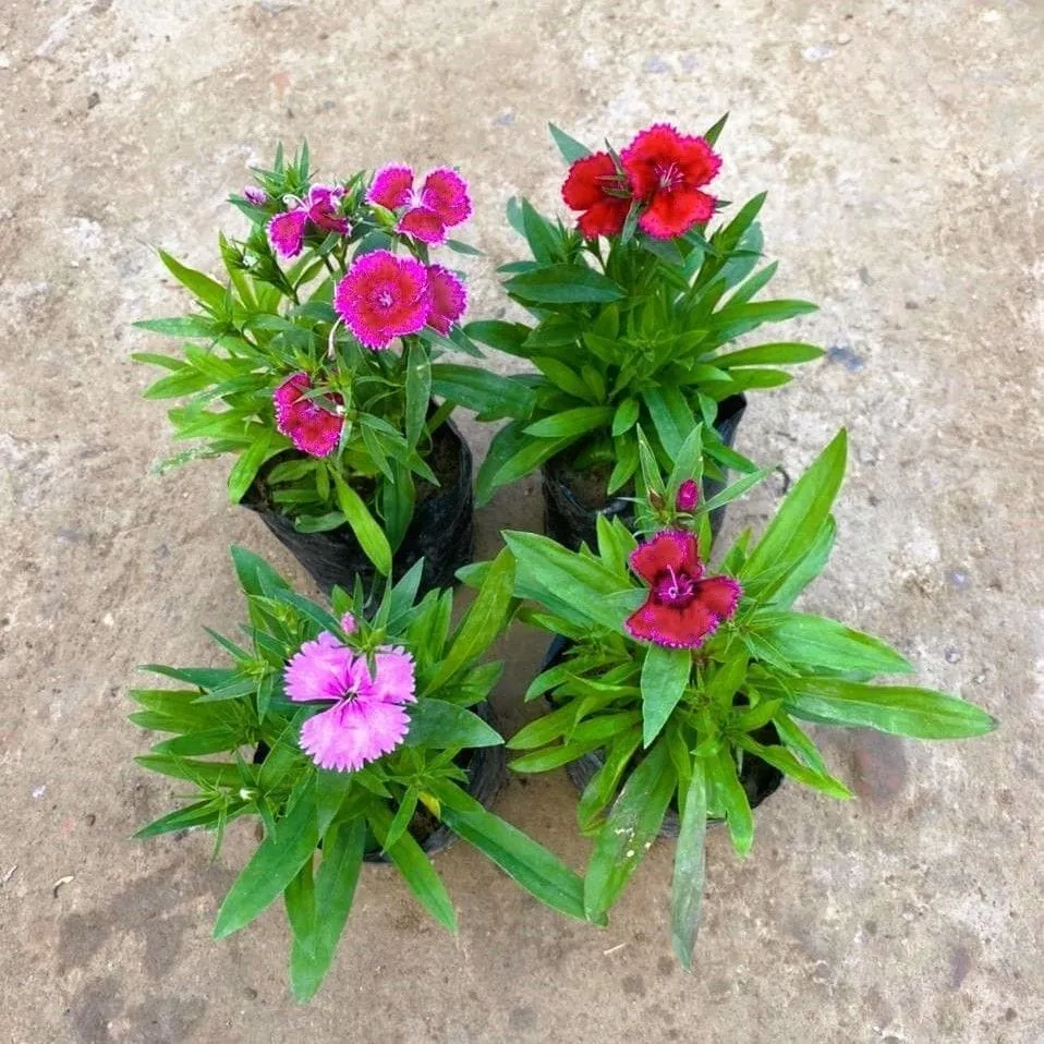 Set of 4 - Dianthus (any colour) in 4 Inch Nursery Bag