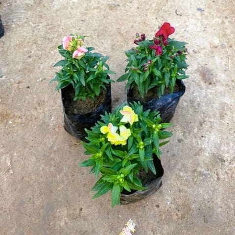 Set of 3 - Dog Flower (any colour) in 4 Inch Nursery Bag